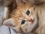 Maine- Coon Britisch Kurzhaar Mix Kitten abzugeben - Elz