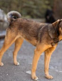 Fellschnute♥Fina♥ sucht ihr großes Glück - Hamburg