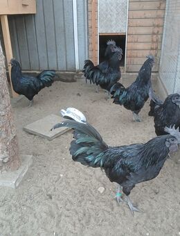 Ayam cemani Stämme abzugeben - Hirschfeld (Brandenburg)