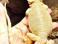 Bartagamen Weibchen (pogona vitticeps) citrus Leatherback NZ 11-2023 - Hamburg Wandsbek