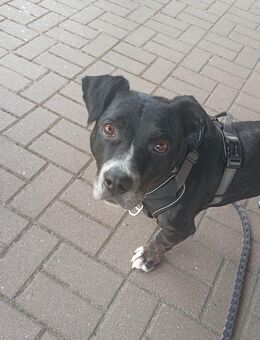 Hund ist ein Mischling - Wolfsburg