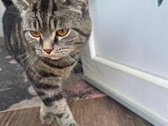 Luki, liebevoller British-Kurzhaar-Kater sucht ein neues Zuhause - Hanau (Brüder-Grimm-Stadt) Großauheim