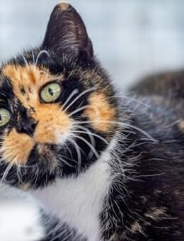 Jean - eigenwillige Schildpattschönheit - Weeze