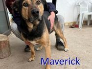 MAVERICK ❤ sucht Zuhause /Pflegestelle - Langenhagen