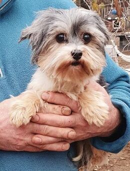 Selli # *** Anfragestopp *** - Wolfhagen