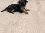 Yorkshire Terrier Welpen mit Familienanschluss - Ohne