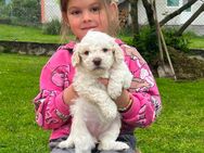 Wunderschöne Lagotto Romagnolo-Welpen mit Stammbaum suchen ein liebevolles Zuhause - Gmund (Tegernsee)