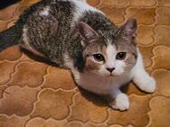 Babykatze - Kirchheimbolanden