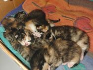 EKH Kitten Glückskatzen Babykatzen - Dörverden