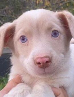 Balisto, geb. ca. 10/2025, GRIECHENLAND - Euskirchen