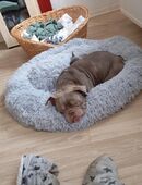 Buddy ein Mix aus englischer Bulldogge und American Bully in 06711