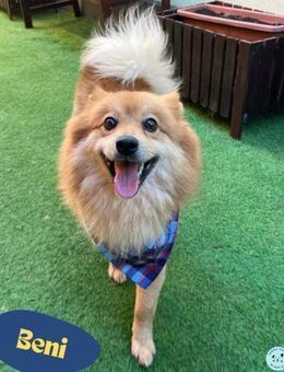 Beni SR - verspielt, offen - Rheine