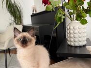 Siam kitten abholbereit - Aachen