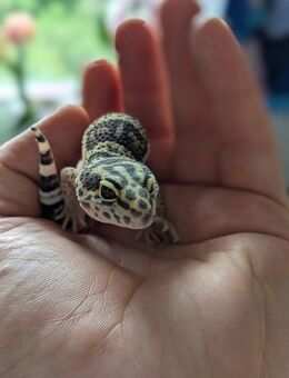 Leopardgecko F2 het. Blizzard 0.1 - Rostock