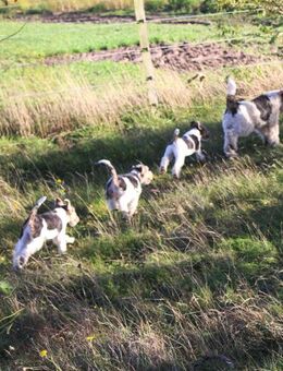 Drahthaar Foxterrier Welpen. #foxterrier. #hunde.#welpen - Steyerberg
