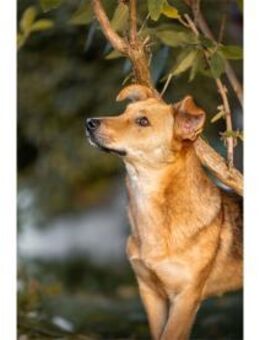 Queeny wartet in 74535 Mainhardt - Oberwies