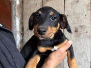 Jagdterrier Mix, Welpe, 4 Monate - Kappeln (Schleswig-Holstein)