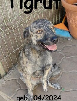 Tigrut - unser Pirat - Rinteln