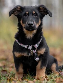 Schlauer SCHON möchte Familie haben - Bad Bevensen