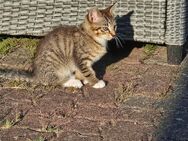 Zwei zuckersüße Kitten suchen ein liebevolles Zuhause 🐾 - Rehna