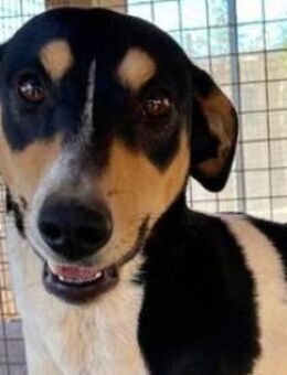 DOROTHY - zartes Mädel mit großem Herz! - Sulzbach-Laufen