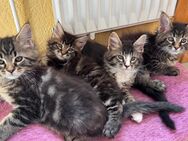 Maine Coon Kitten - Hannover
