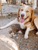 Imposanter Lenny in 66636