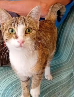 Monica aus dem Tierschutz - Grevenbroich