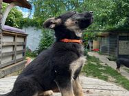 Deutsche Schäferhund Welpen - Speyer