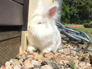 Liebevolles Zuhause für zwei Angora-Häschen gesucht 🐰💛 - Hohen Neuendorf