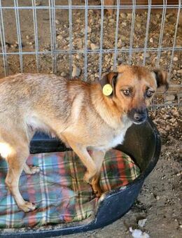 Angeleye, hübsch und freundlich - Bochum