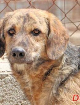 DORA - lebte in einer kleinen Höhle - Regensburg