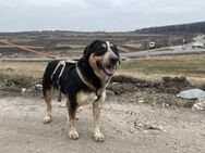 gemütlicher Elmo sucht seinen Menschen - München