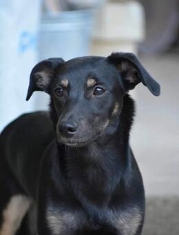 🥰MAYRA - ICH WÄR SO GERN DEINE FREUNDIN - Alfeld (Leine)