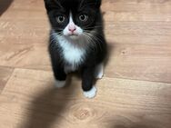 4 süße Katzenbabys - Herne