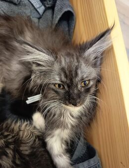 Maine Coon kitten - Dinkelsbühl Zentrum