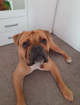 Old Englisch Bulldogge Rüde - Waldheim