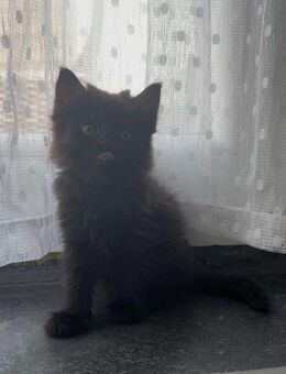 Baby Katzen sofort abzugeben - Duisburg