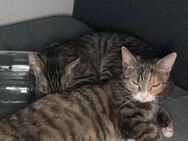 Katzen (1 Jahr) suchen ein neues liebevolles zuhause - Elmshorn