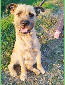 ❤️ superliebe Familienhündin LUCI ❤️ - Mamming