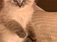 Neva Masquarade Kitten Mädchen und Junge - Ebhausen