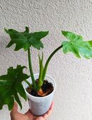 Philodendron mayoi und philodendron pedatum in 76831