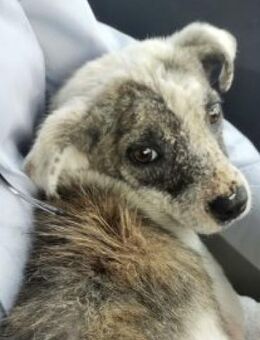 Sandy 36 cm - Alpenrod