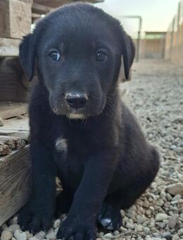 Lumpi - Lorsch (Karolingerstadt)