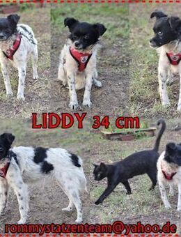 Liddy kommt aus einer lieblosen Haltung - Schafflund