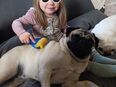 Liebe Mops Dame schweren Herzens abzugeben in 96231
