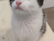 Katzenbabys - Bamberg