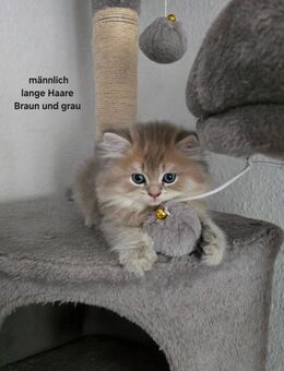 Süße BKH Kitten suchen ein neues Zuhause - Bonn