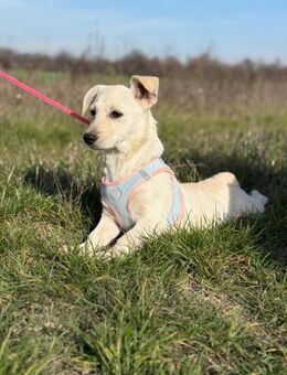 Ora sucht großes Herz fürs Leben - Ellerbek