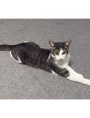 Liebevolle Katze in 86163